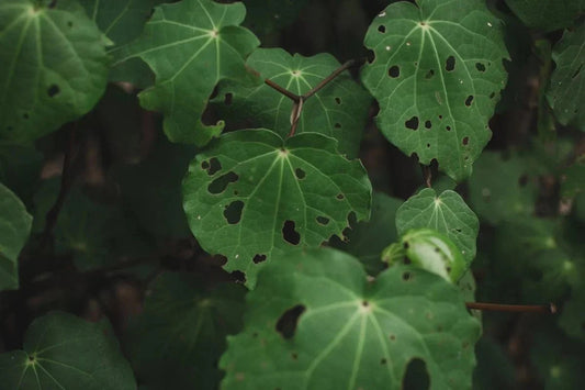 What is Kawakawa — and why is it in everything? - Natural Common Scents